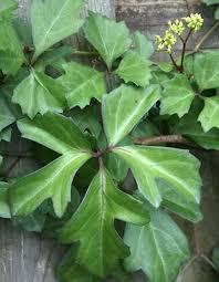 Image result for Cissus integrifolia