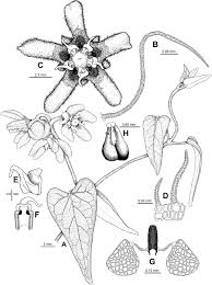 Philibertia navarroana H. a. Keller, liede & Balderrama. -(A) Fertile...