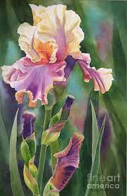 Iris Art For Sale Iris Painting Iris Flowers Flower Art