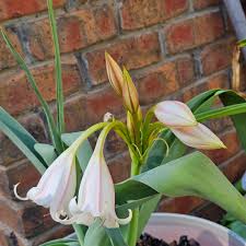Image result for Crinum macowanii