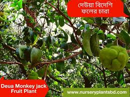 Avocado trees, fruit trees sale, sale,sale $180 (riverside, we deliver) pic hide this posting restore restore this posting. Deua Monkey Jack Fruit Trees For Sale 2021