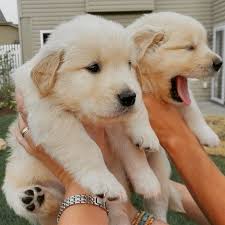 look at these two cuties kopek turleri komik kopek fotograflari golden retriever