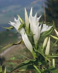 Image result for Gentiana asclepiadea alba
