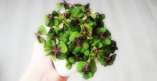 Die Gruene Seele De Glucksklee Klever In 2020 Pflanzen Innengarten Zimmerpflanzen