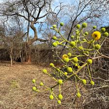 Image result for Acacia karroo