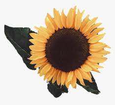 Our flower svgs files are available for both personal and commercial use and lend themselves to many special occasions, celebrations, or events. Aesthetic Sunflower Png Image Aesthetic Sunflower Transparent Background Png Download Transparent Png Image Pngitem