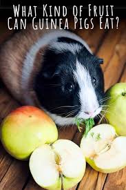 We did not find results for: What Fruits Can Guinea Pigs Eat A List Of Safe Fruits For Guinea Pigs