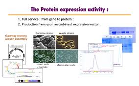Protein Expression And Purification Core Facility Institut