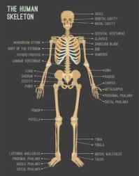 The normal length of time between bowel movements varies widely from person to person. Human Body Systems