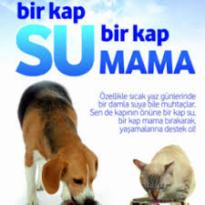 Iznik Sokak Hayvanlari Yardim Dernegi Posts Facebook