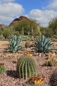 50 Extraordinary Desert Garden Landscaping Ideas For Home Yard Garden Gardenlandscaping Gardenland Desert Botanical Garden Desert Landscaping Desert Garden
