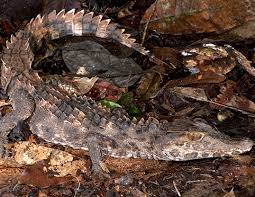 We did not find results for: Smooth Fronted Caiman Life Expectancy