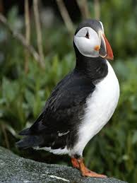 Black And White Bird With Long Orange Beak In Scotland Atlantic Puffin National Geographic Arctic Animals Animals Puffins Bird