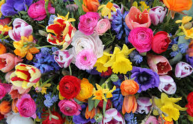Fiori Da Regalare Per Un Compleanno Idee Regalo Dillo Con Un Fiore