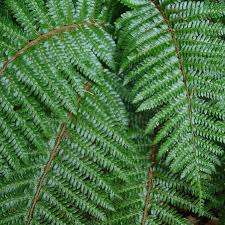 Image result for Polystichum transvaalense