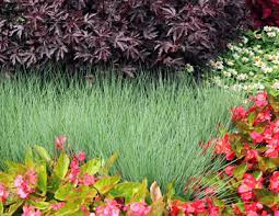12 24 savannah ruby grass ornamental grass seeds melinus nerviglumis fluffy long lasting plumes up t flowers perennials ornamental grasses planting flowers. Ruby Grass Melinus Nerviglumis Wisconsin Horticulture