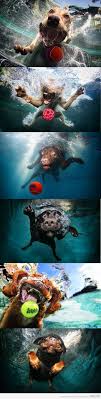Awesome Underwater Dogs Are Awesome Underwater Dogs Funny Dog Pictures Dog Pictures