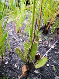 Image result for Alepidea