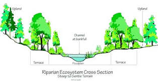 Check spelling or type a new query. 0423 1201 Sdtdc Riparian Restoration