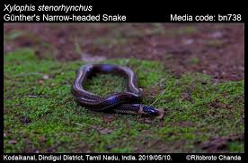 Image result for Xylopia shirensis