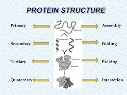 The amino acid sequence secondary (2°): Protein Structure Presentation