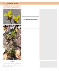 Image result for Xyris capensis