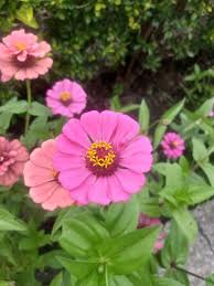 Image result for Marquesia macroura