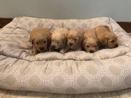 If you can provide a loving home, schedule a visit to meet your favorite pup. Puppyfinder Com Golden Retriever Puppies Puppies For Sale Near Me In Vermont Usa Page 1 Displays 10