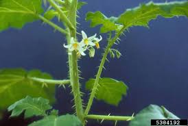 Image result for Solanum capsicoides
