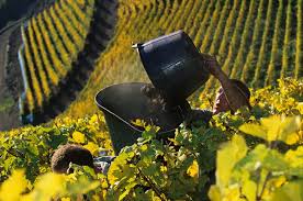 Mesure de superficie qui équivaut à 10 000 m2 (un carré ayant 100 m de côtés). Un Hectare De Vigne Aoc Coute 93 000 Euros En Moyenne