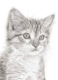 Afbeeldingsresultaat Voor Mooie Tekeningen Om Na Te Tekenen Dieren Tekenen Katten Tekening Huisdieren Tekenen