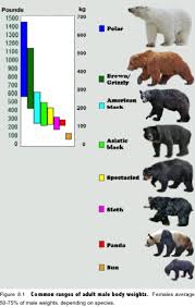 bear species size chart bear species grizzly bear size