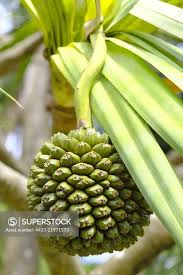 Image result for Pandanus utilis