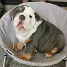 Speaking more of english bulldogs, we are one of. The Great British Bulldog Group Public Group Facebook British Bulldog English Bulldog Bulldog Pics