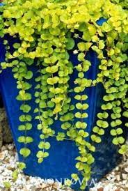 Noteworthy characteristics this cultivar can withstand damper soils than many other types of ground covers and can tolerate limited foot traffic. Golden Creeping Jenny Creeping Jenny Plants Shade Plants