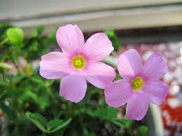 星星酢 oxalis stellata 秋植酢浆草生长属性 一年生盛花期 春季冬季 干净的粉色花酢浆草 花量大 1球就能爆盆