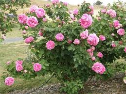 Bishop S Lodge Sydney Linton Rose Photo Rose Photos Rose Rose Cottage