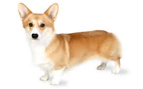 The ritual began when they were primarily used as herding dogs in the united kingdom. Pembroke Welsh Corgi Dog Breed Information Pictures Characteristics Facts Dogtime