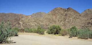 Image result for Plinthus karooicus