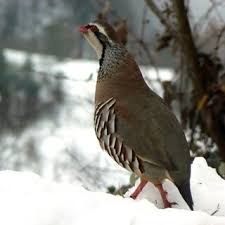 Image result for Alectoris rufa