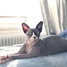 Donskoy - Don Sphynx Cat | Cats | Breed Information | Omlet