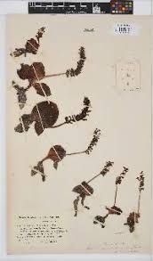 Image result for Holothrix villosa