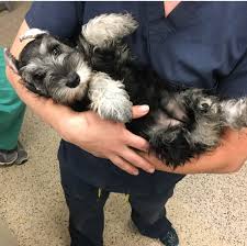 They have their first puppy shots ack miniature, toy and teacup schnauzer puppies. Woman Who Clipped Dogs Ears Pleads Guilty To Torture Of Schnauzers