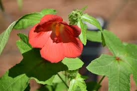 Image result for Abelmoschus