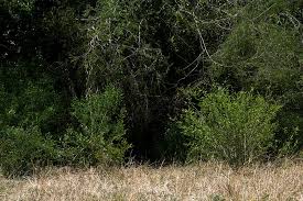 Image result for Phyllanthus pinnatus