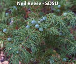 Image result for Cupressaceae