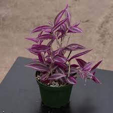 Image result for Tradescantia zebrina