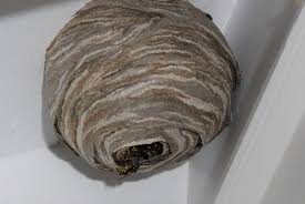 The pests may also hang their nests from the eaves and roofs of buildings. Look Out For Wasp Nests