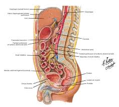 What Organs Are On The Right Side Of Your Body Google Search Anatomy Organs Human Body Anatomy Body Anatomy