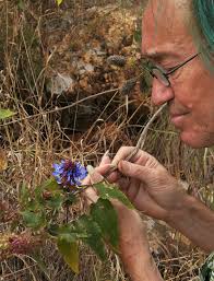 Image result for Ipomoea shirambensis